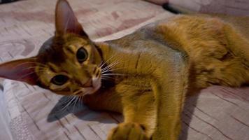 Abyssinian cat washes lying on beige sofa video