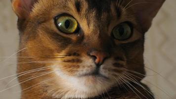 abessinische Katze, die auf dem gepolsterten Sockel sitzt video
