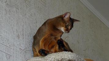 abessinische Katze, die auf dem gepolsterten Sockel sitzt