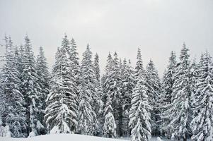 pinos cubiertos de nieve en la montaña chomiak. hermosos paisajes invernales de las montañas de los cárpatos, ucrania. naturaleza helada. foto