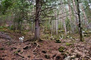 Dovbush rocks and trail with lonely wild dog on forest at Carpathian mountains. photo