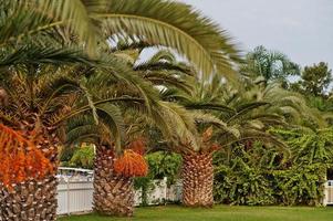 palmeras con dátiles maduros en bodrum, turquía. foto