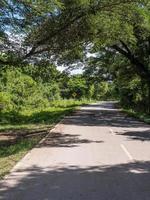 Single lane asphalt road along the forest park. photo