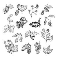 Hops Illustrations in Art Ink Style vector