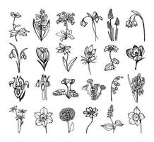 Primroses Illustrations in Art Ink Style vector