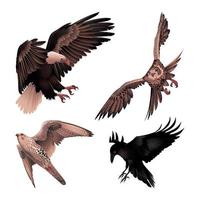 Ilustraciones de aves rapaces vector