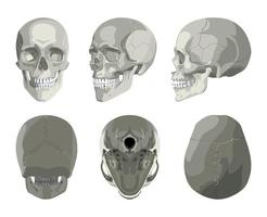 Skull in Different Projections vector