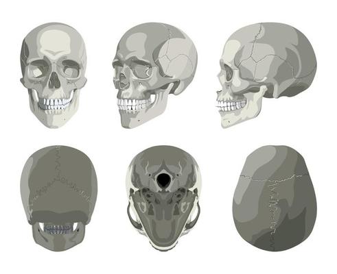Skull in Different Projections