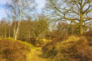 Beautiful natural forest moor and winter landscape panorama Germany. photo