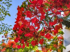 hermoso árbol de llama tropical flores rojas extravagante delonix regia méxico. foto