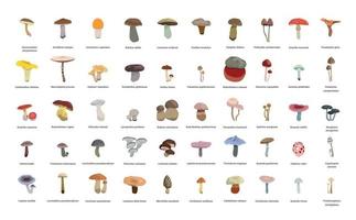 Set of Mushrooms vector