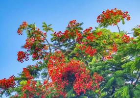 hermoso árbol de llama tropical flores rojas extravagante delonix regia méxico. foto