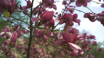 visão em movimento lento de botões cor de rosa e flores em uma árvore de magnólia video