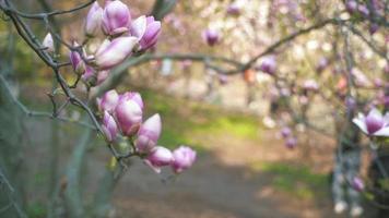 Handheld-Nahaufnahme einer geschlossenen Magnolienblüte mit wechselndem Fokus video