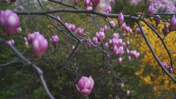 långsam inzoomning av rosa knoppar och blommor från ett magnoliaträd med gult blad bakom video