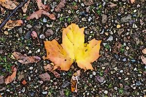 pintura de estilo cómico de coloridas hojas de otoño para fondos o texturas. foto