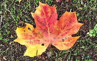 pintura de estilo cómico de coloridas hojas de otoño para fondos o texturas. foto