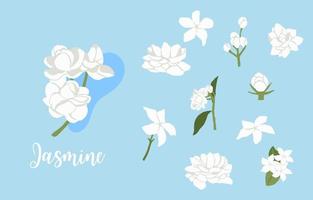 white jasmine object on blue background vector