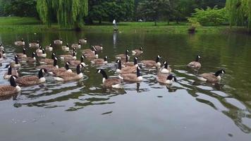 lac et oiseaux aquatiques au parc public local par temps nuageux. wardown park est situé sur la rivière lea à luton. le parc dispose de diverses installations sportives video