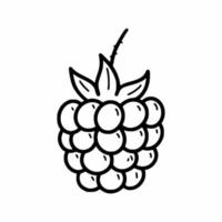 Raspberry berry. Vector doodle illustration. Hand drawn drawing. Sketch.