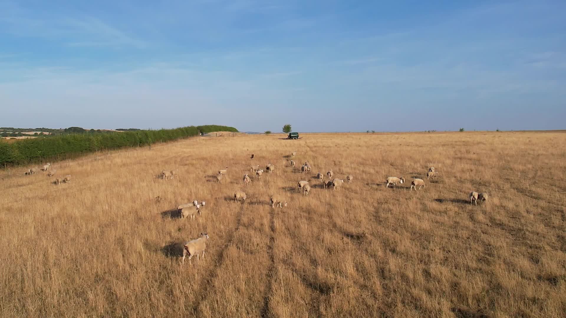 Drone s High Angle Footage Of Sheep Farm At Sunset Time Farm Is drone-s-high-angle-footage-of-sheep-farm-at-sunset-time-farm-is