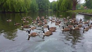 Lake and Water Birds at Local Public Park on a Cloudy Day. Wardown Park is situated on the River Lea in Luton. The park has various sporting facilities video