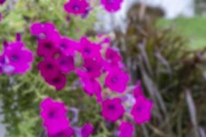 Blurred pink flowers background, beautiful pink flowers with the natural background. Abstract spring background with pink flowers. photo