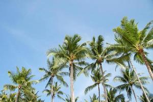 Leaves palm coconut trees farm against blue sky,  at tropical coast,summer tree, beautiful summer landscape background. perspective view space copy write a message in the sky. photo