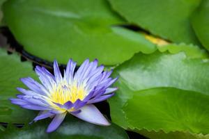 hermoso lirio de agua púrpura que florece en la superficie del agua y hojas verdes tonificadas, fondo natural puro, planta acuática o flor de loto en el estanque. enfoque suave. dejar espacio para escribir texto. foto