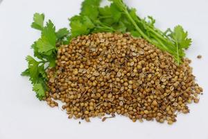 healthy coriander stock with leaf photo