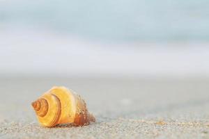 beautiful sea shell on sand with wave of on the beach over seascape in the under sunset sun light. photo