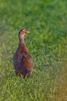 a young pheasant rooster in a meadow photo