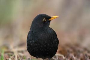 a portrait of a male blackbird photo