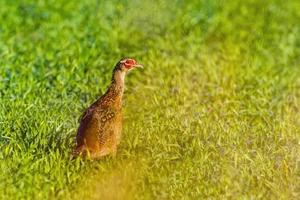 un joven gallo faisán en un prado foto