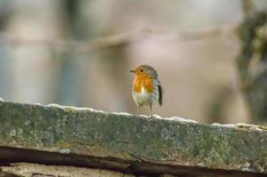 a robin sits on a branch photo