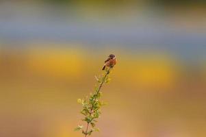 a female stonechat sits on a branch and looks for food photo