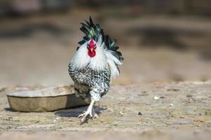 a domestic fowl rooster on a chicken yard photo