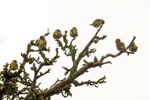 a flock of greenfinches sit on a bare tree photo