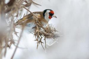 a goldfinch sits on a snowy thistle and looks for food photo