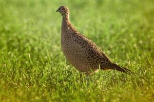 a young pheasant chicken in a meadow photo