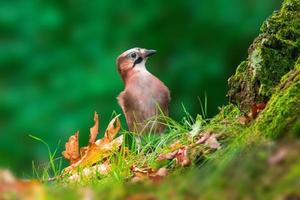 a jay is looking for food under an old oak tree photo