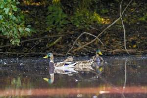 male and female mallard ducks swims on a lake photo
