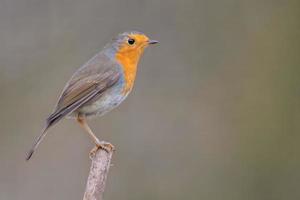 a robin sits on a branch photo