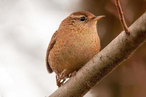 a wren sits on a branch and looks for food photo
