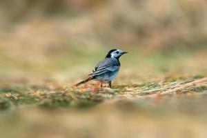 a white wagtail searches for insects in a freshly plowed field photo