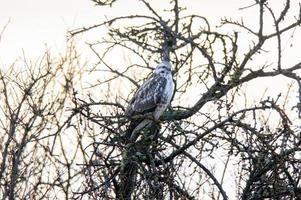 a Buzzard sits on a branch of a tree photo