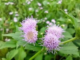 Macro of beautiful purple flowers in the field. photo