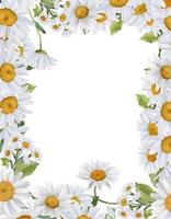 Summer frame of wildflowers, daisies. Floral watercolor background for invitation or greeting card, poster, nature banner, rectangular border. photo