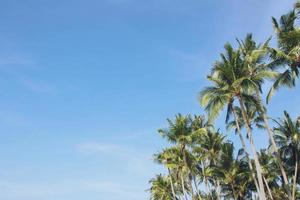 Leaves palm coconut trees farm against blue sky,  at tropical coast,summer tree, beautiful summer landscape background. perspective view space copy write a message in the sky. photo