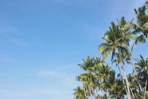 deja la granja de cocoteros de palma contra el cielo azul, en la costa tropical, árbol de verano, hermoso paisaje de fondo de verano. copia de espacio de vista en perspectiva escribe un mensaje en el cielo. foto